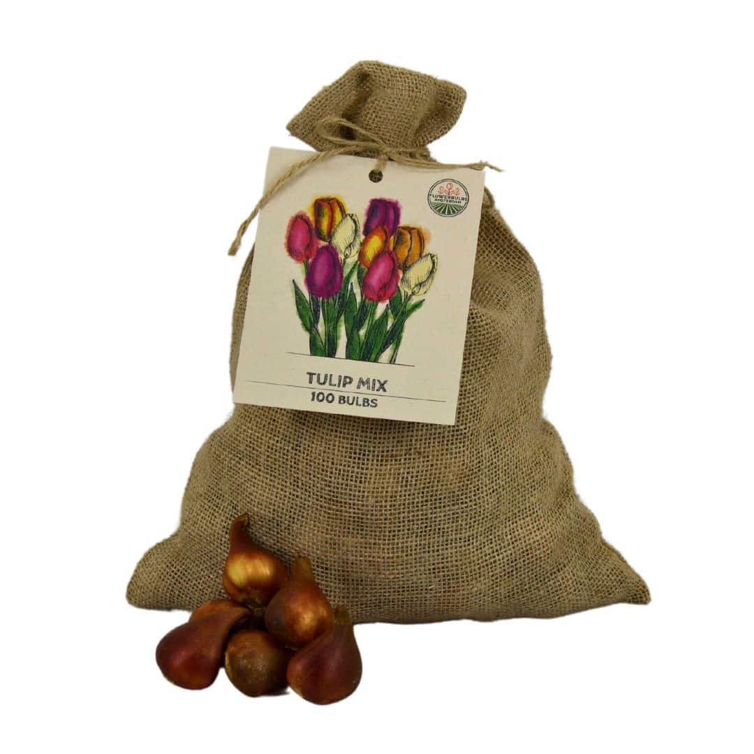 Pflanzfix24 - Super Tulip Mix - 100 bunte Tulpenzwiebeln für 2,5 m² Blumenpracht