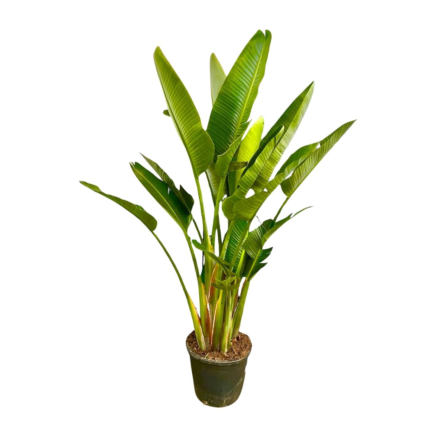 Strelitzia Augusta multi stam XXL 225 cm Ø40 – Weiße Paradiesvogel Pflanze | Pflanzfix24.de - Pflanzfix24.de
