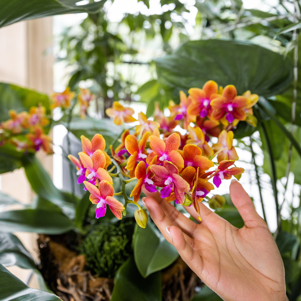 Orange duftende Phalaenopsis-Orchidee im cognacfarbenen Stripe-Ziertopf - Pflanzfix24