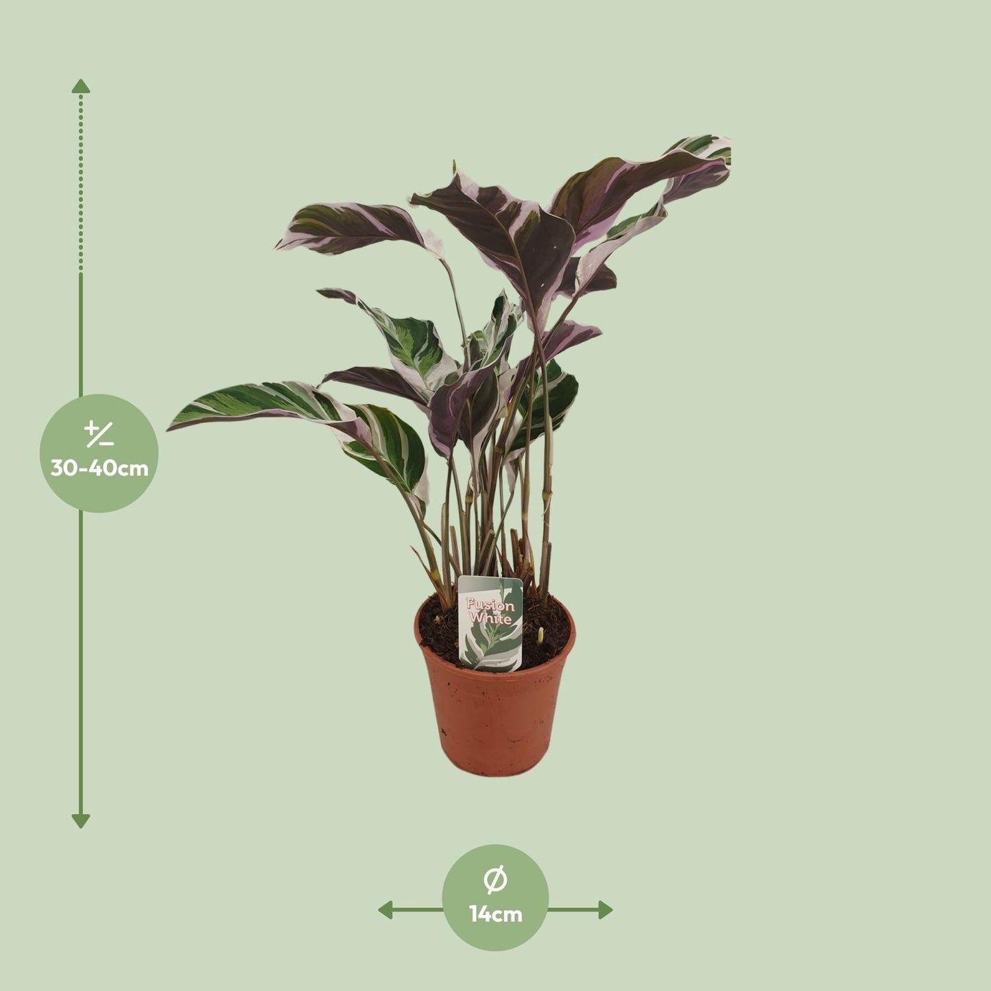 Calathea Fusion White Basic - Ø14cm - ↕40cm von Pflanzfix24