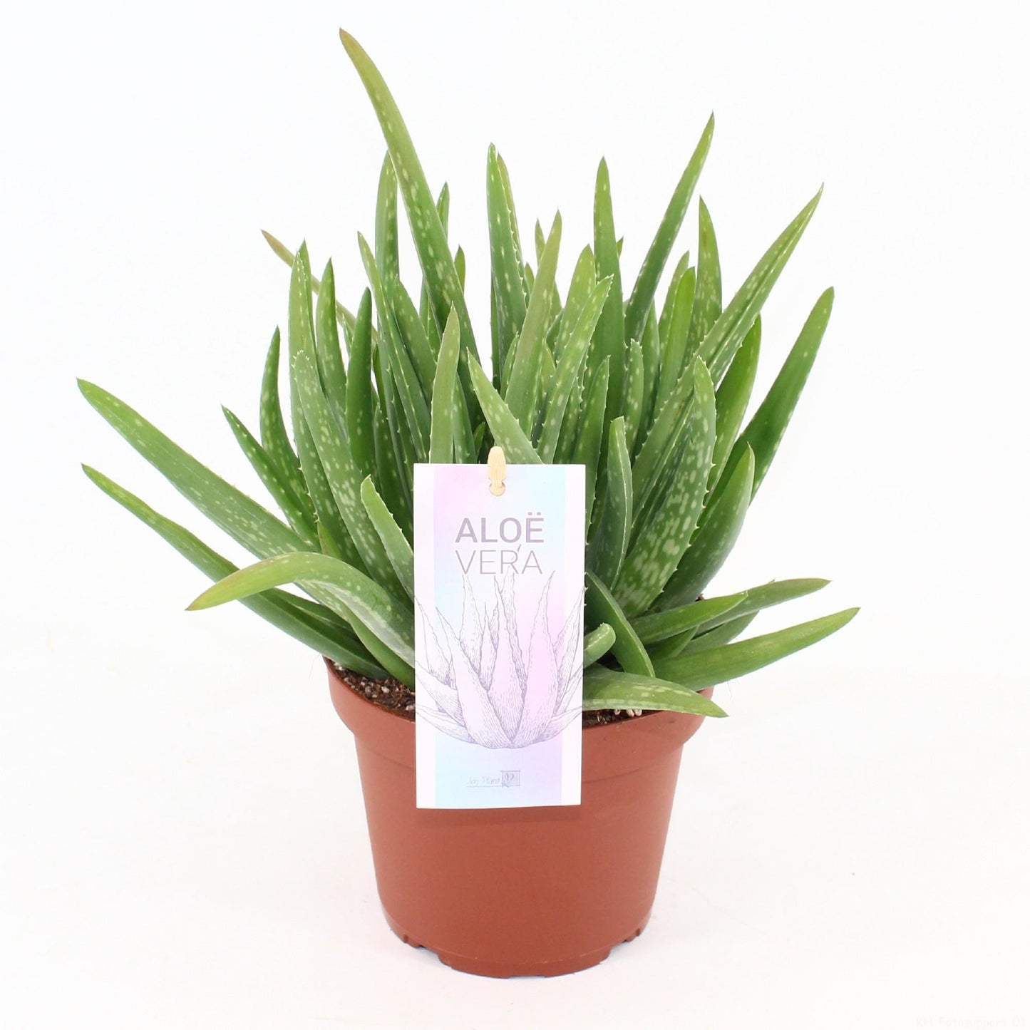 Aloe Vera - Ø14cm - ↕25cm von Pflanzfix24
