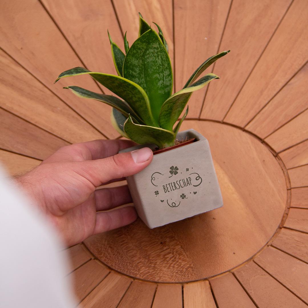 Congreet plantpots + Sansevieria | Beterschap - Pflanzfix24.de - Pflanzfix24.de