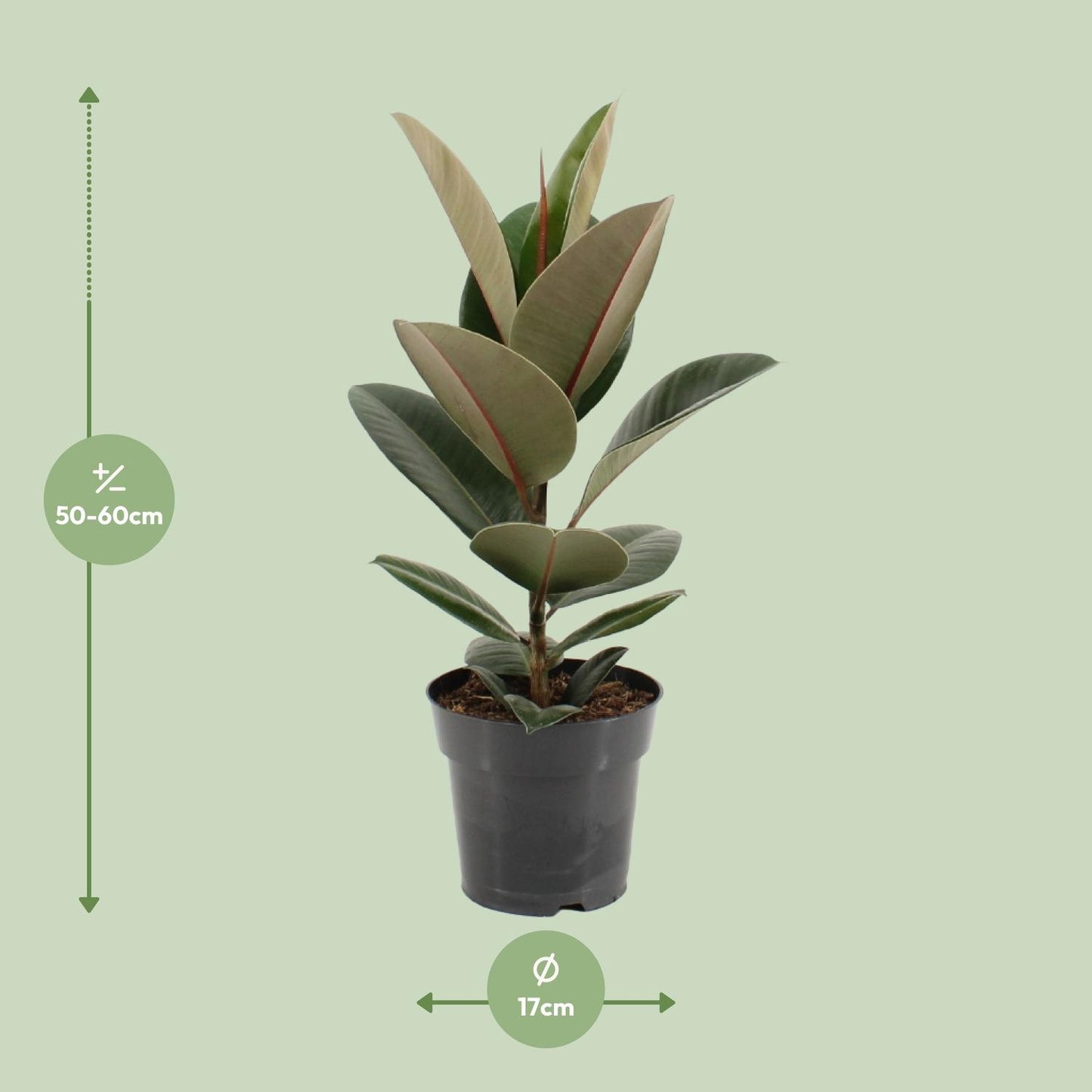 Ficus Elastica Robusta - Ø17cm - ↕55cm von Pflanzfix24.de - Pflanzfix24.de