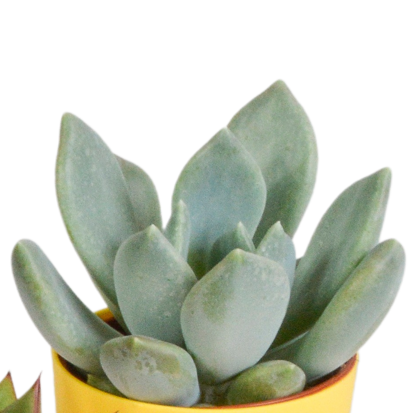 Vetplanten-Mischung 5x Sukkulenten 5,5 cm bunter Kunststofftopf | Pflanzfix24.de - Pflanzfix24.de