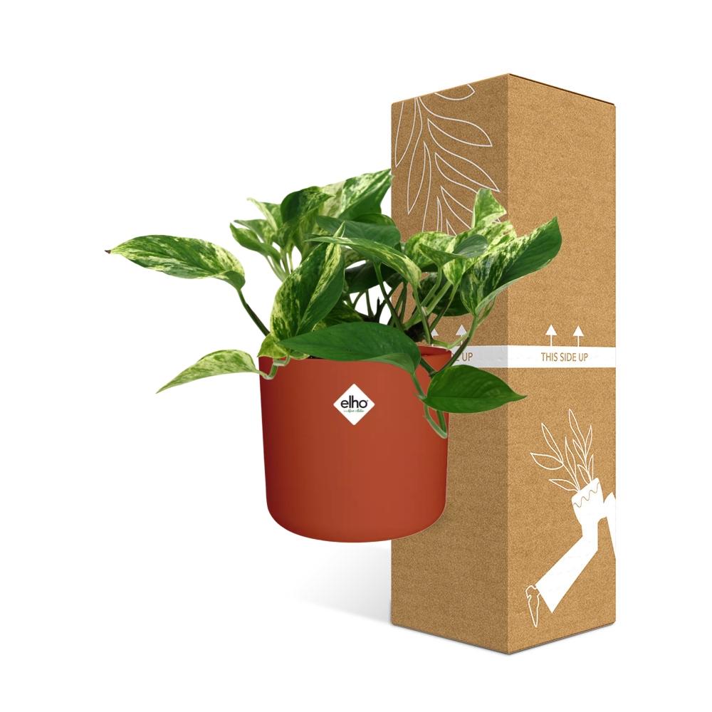 Scindapsus Marble Queen in ELHO b.for soft rond 14cm brique - Pflanzfix24