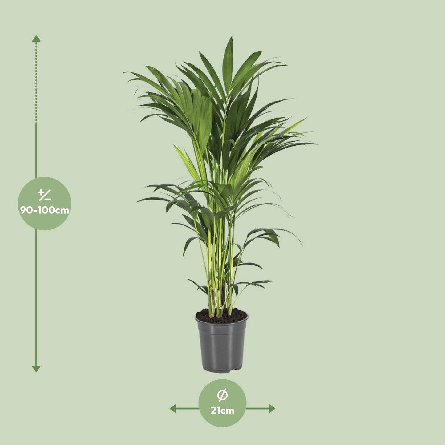 Howea Forsteriana - Ø21cm - ↕100cm - Pflanzfix24.de - Pflanzfix24.de