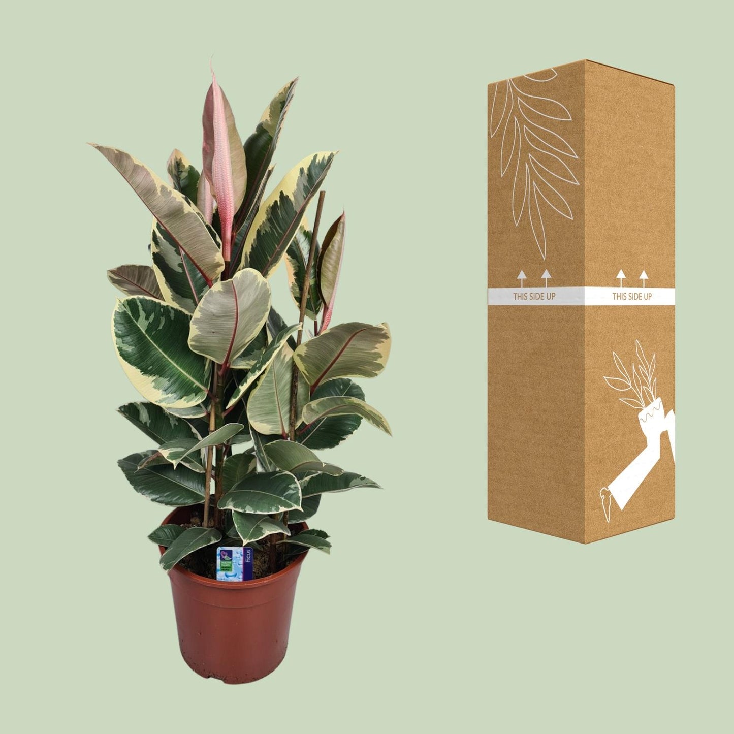 Ficus Elastica Tineke - Ø27cm - ↕85cm bei Pflanzfix24