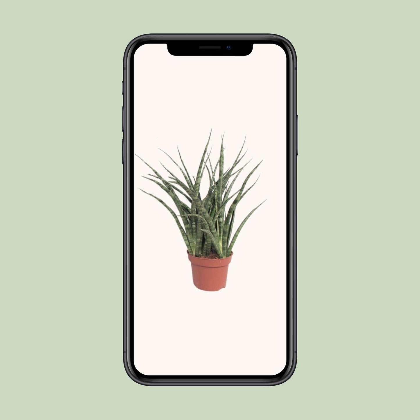Sansevieria Fernwood Punk Ø12cm – 35cm hoch | Pflanzfix24.de - Pflanzfix24.de