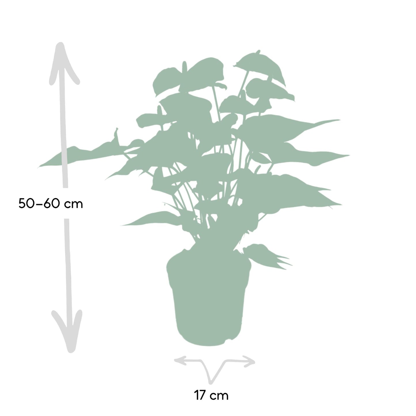 Anthurium Red - Ø17cm - ↕55cm - Pflanzfix24.de - Pflanzfix24.de