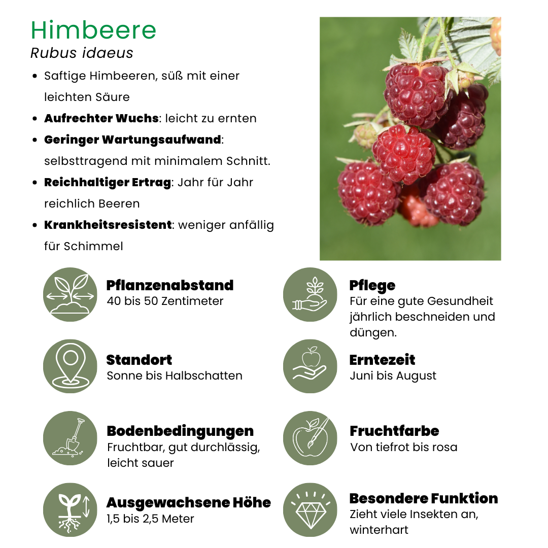 6 x Himbeerenpflanzen BIO - Ø 13 cm - ↨ 20 cm - Pflanzfix24
