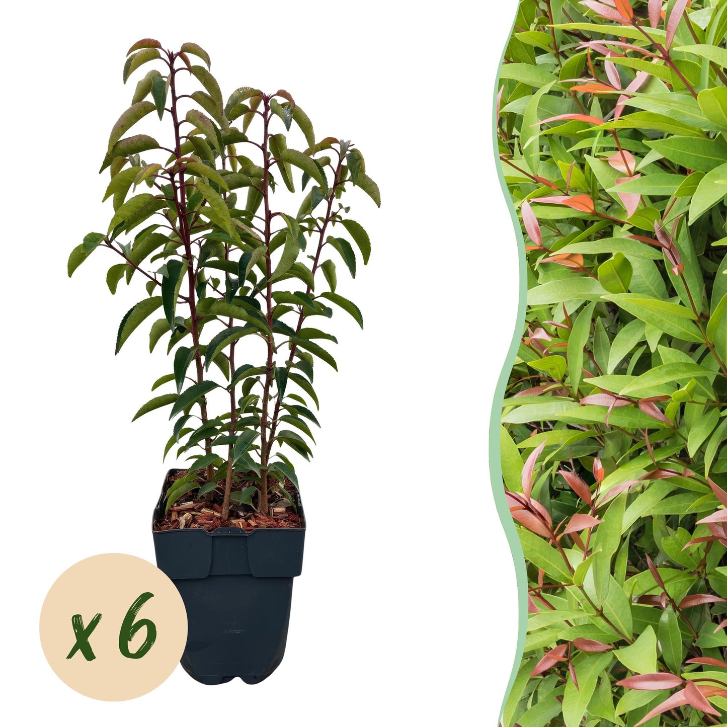 Pflanzfix24.de - Prunus lusitanica Angustifolia - 6 Pflanzen - 1m - immergrün - Pflanzfix24.de