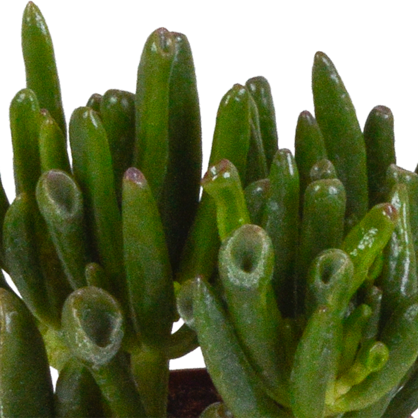 Crassula-Mix 8,5 cm - 3x - in witte pot - Pflanzfix24.de - Pflanzfix24.de