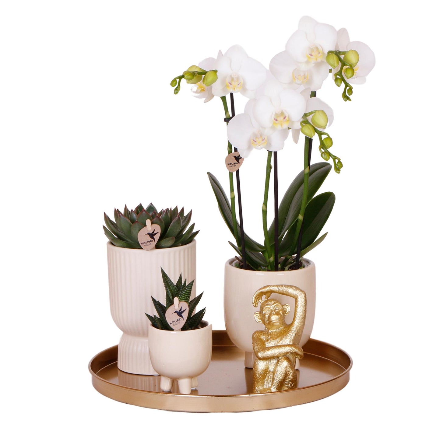 Pflanzset Luxury Living – Orchidee & Grünpflanzen | Pflanzfix24.de - Pflanzfix24.de