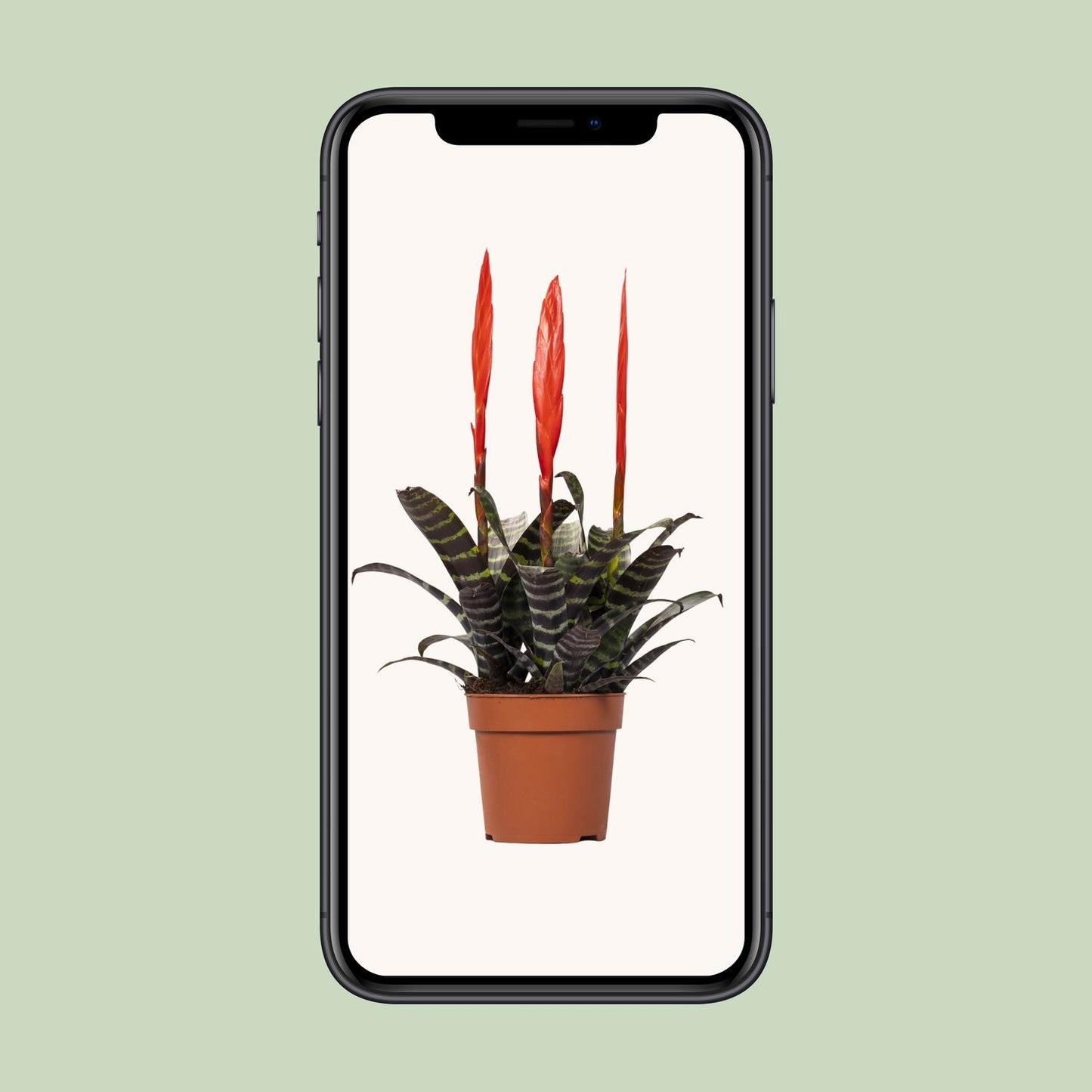 Vriesea Era Toef - Ø12cm - Pflanzfix24