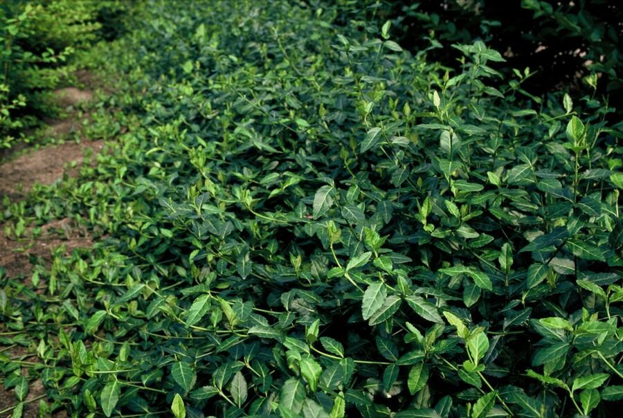 20x Wintercreeper "Dart's Blanket" (Euonymus fort.) von Pflanzfix24.de - ↕10-25cm - Ø9cm - Pflanzfix24.de