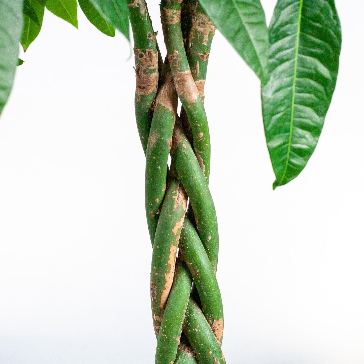 Pachira Aquatica XL mit Torun-Korb - 140 cm - Ø24 - Pflanzfix24