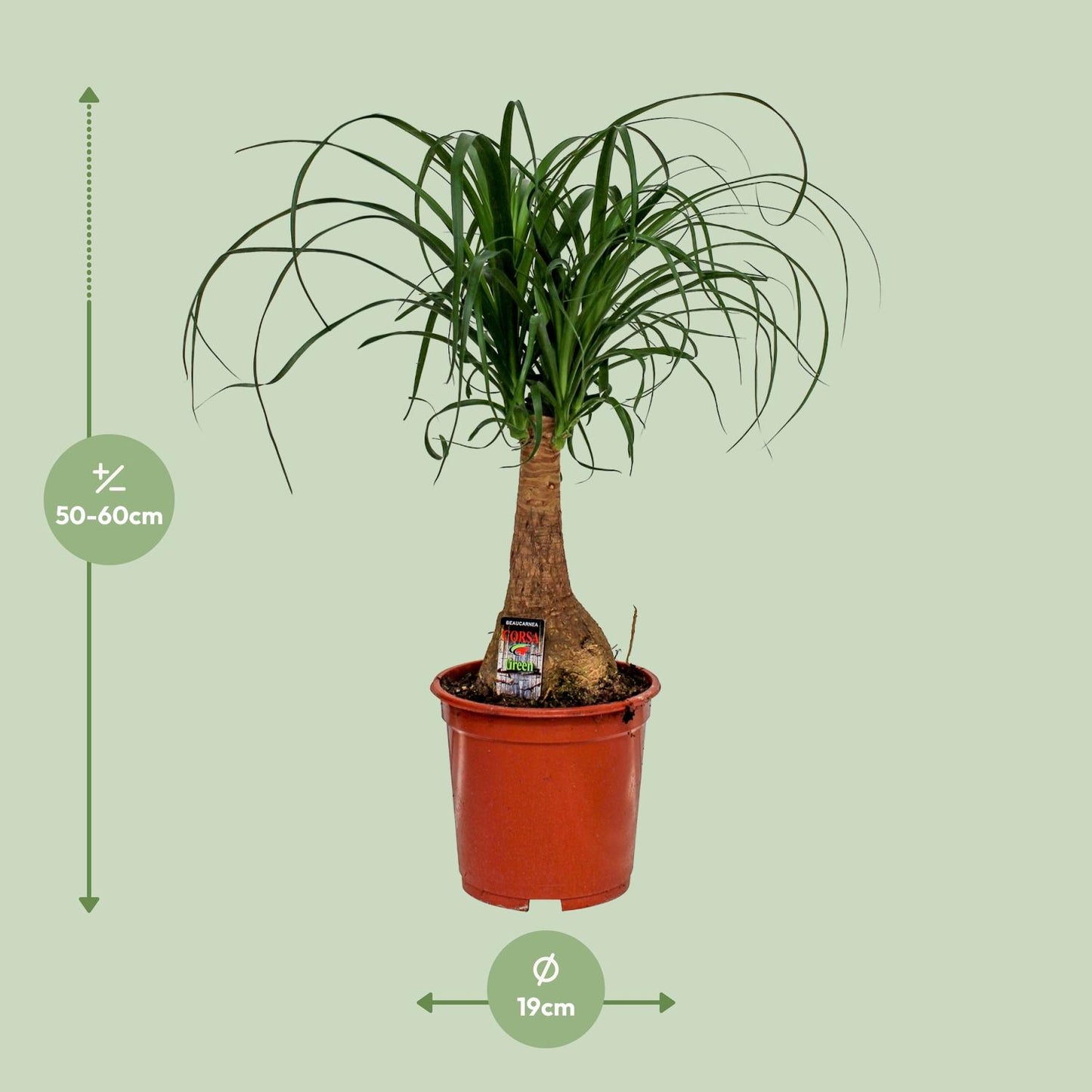Beaucarnea Nolina - Ø19cm - pflanzfix24