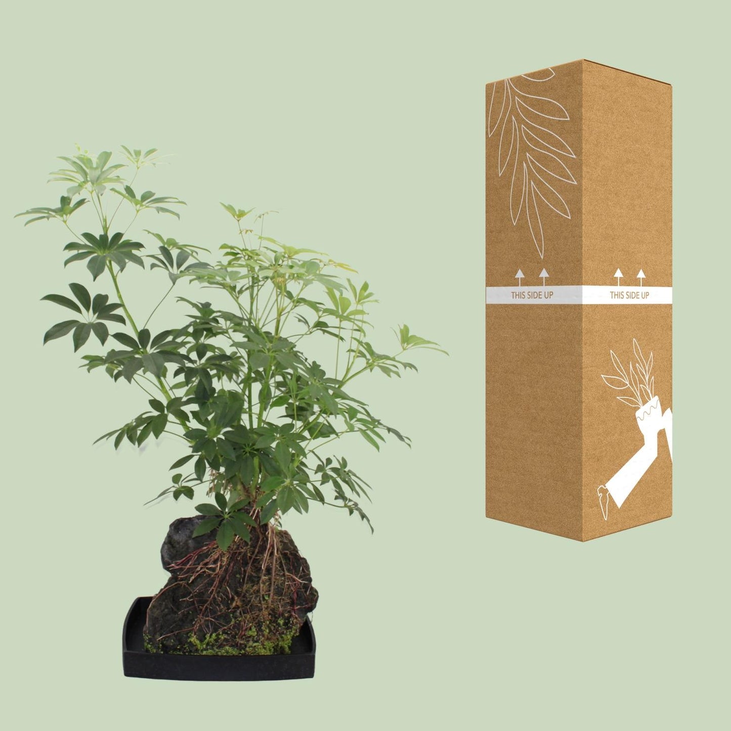 Schefflera Arboricola - Ø40cm - ↕80cm - Pflanzfix24