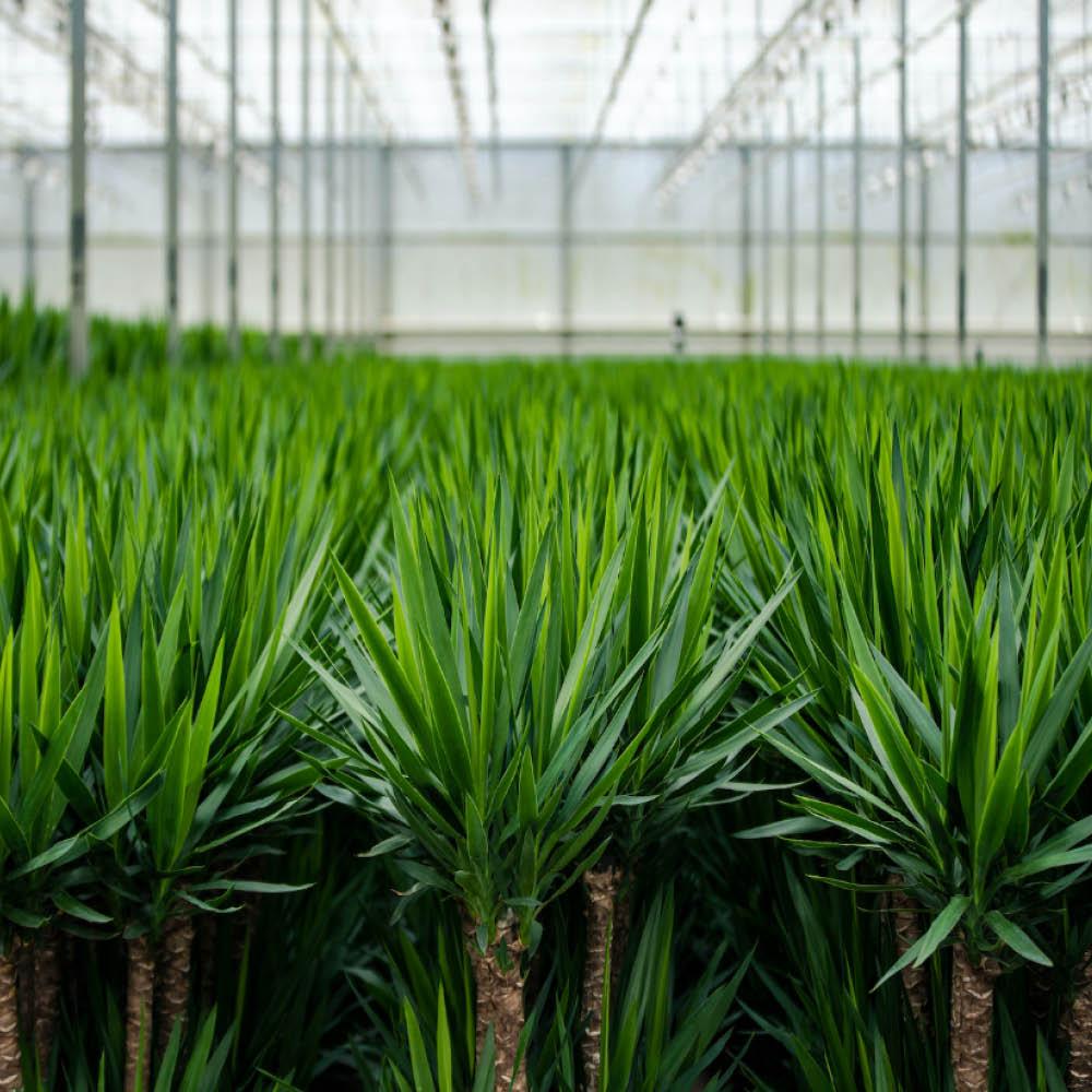 2x Yucca - ↨90cm - Ø17cm - Pflanzfix24.de - Pflanzfix24.de