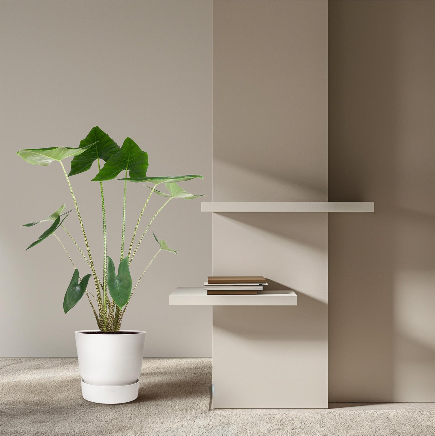 Alocasia Zebrina - 130 cm - ø32 bei Pflanzfix24.de - Pflanzfix24.de