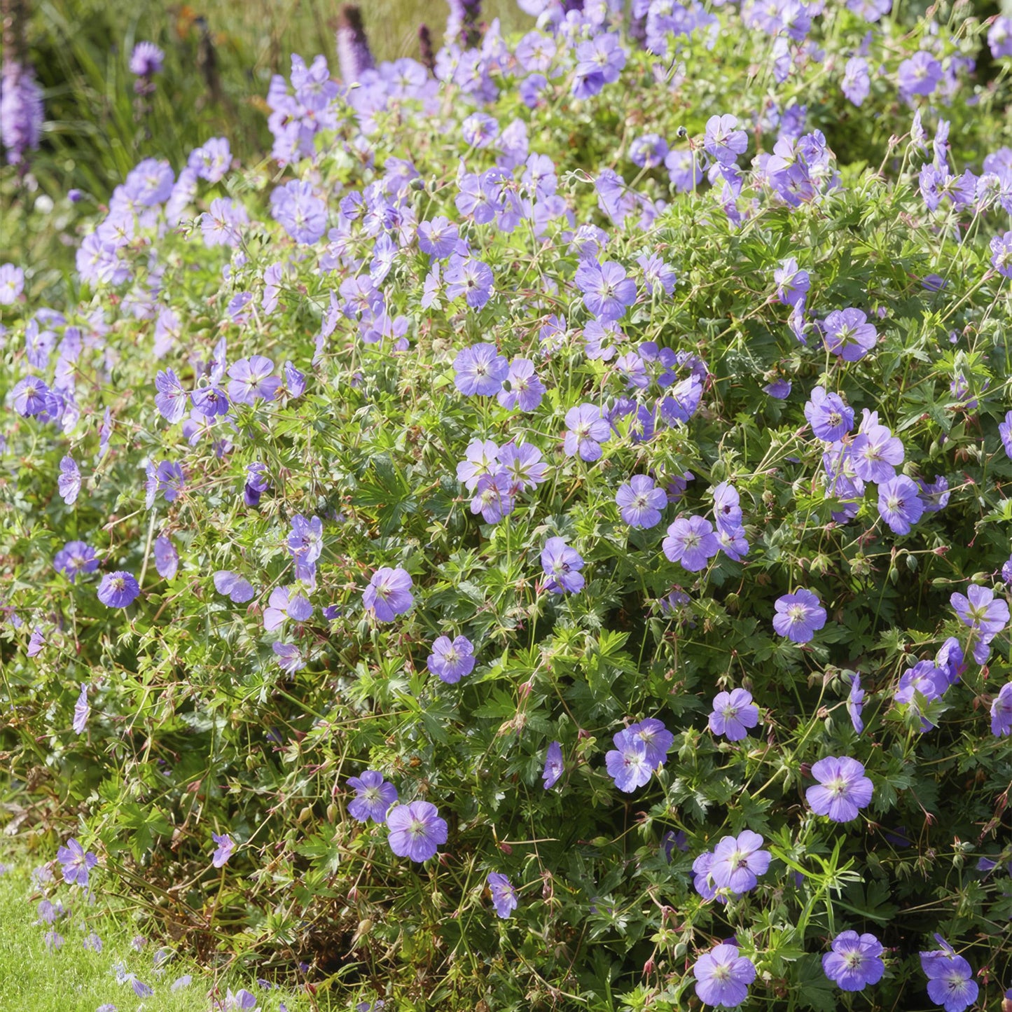 12x Geranium Rozanne – langblühender Bodendecker in Lila | Pflanzfix24.de - Pflanzfix24.de