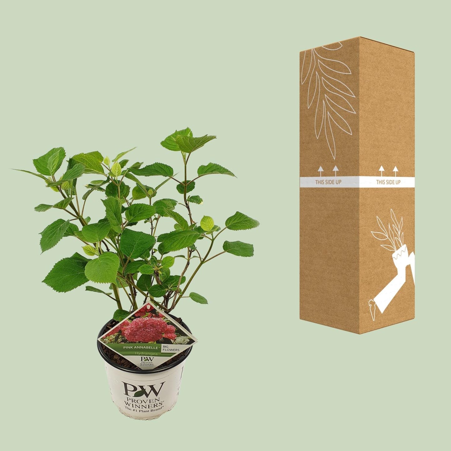 Endlose Hortensie 'Pink Annabelle' - Ø19cm - ↕30cm - Pflanzfix24.de - Pflanzfix24.de