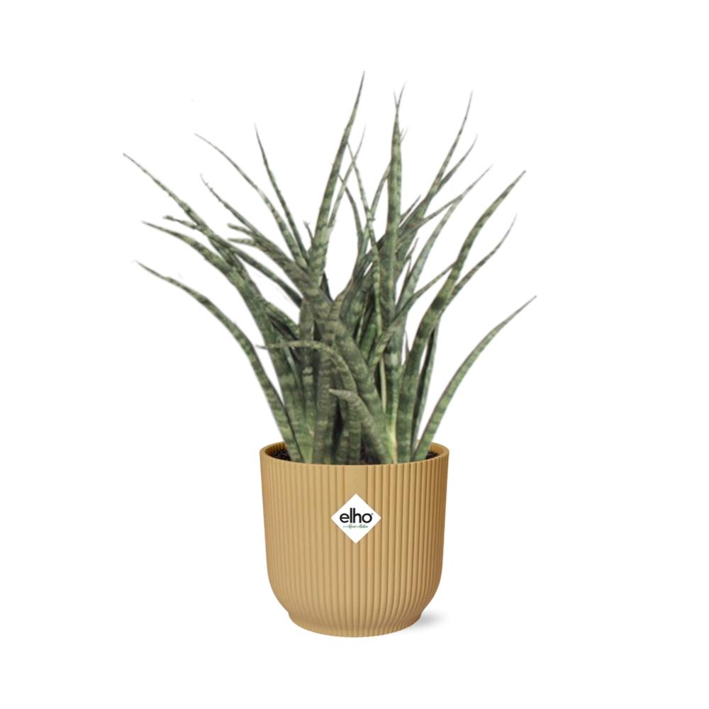 Sansevieria Fernwood Punk in ELHO Vibes Fold 14cm geel - Pflanzfix24