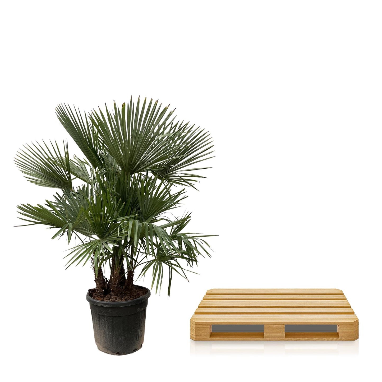 Trachycarpus Multi Stam Palme 230cm – Exotisch & Robust | Pflanzfix24.de - Pflanzfix24.de
