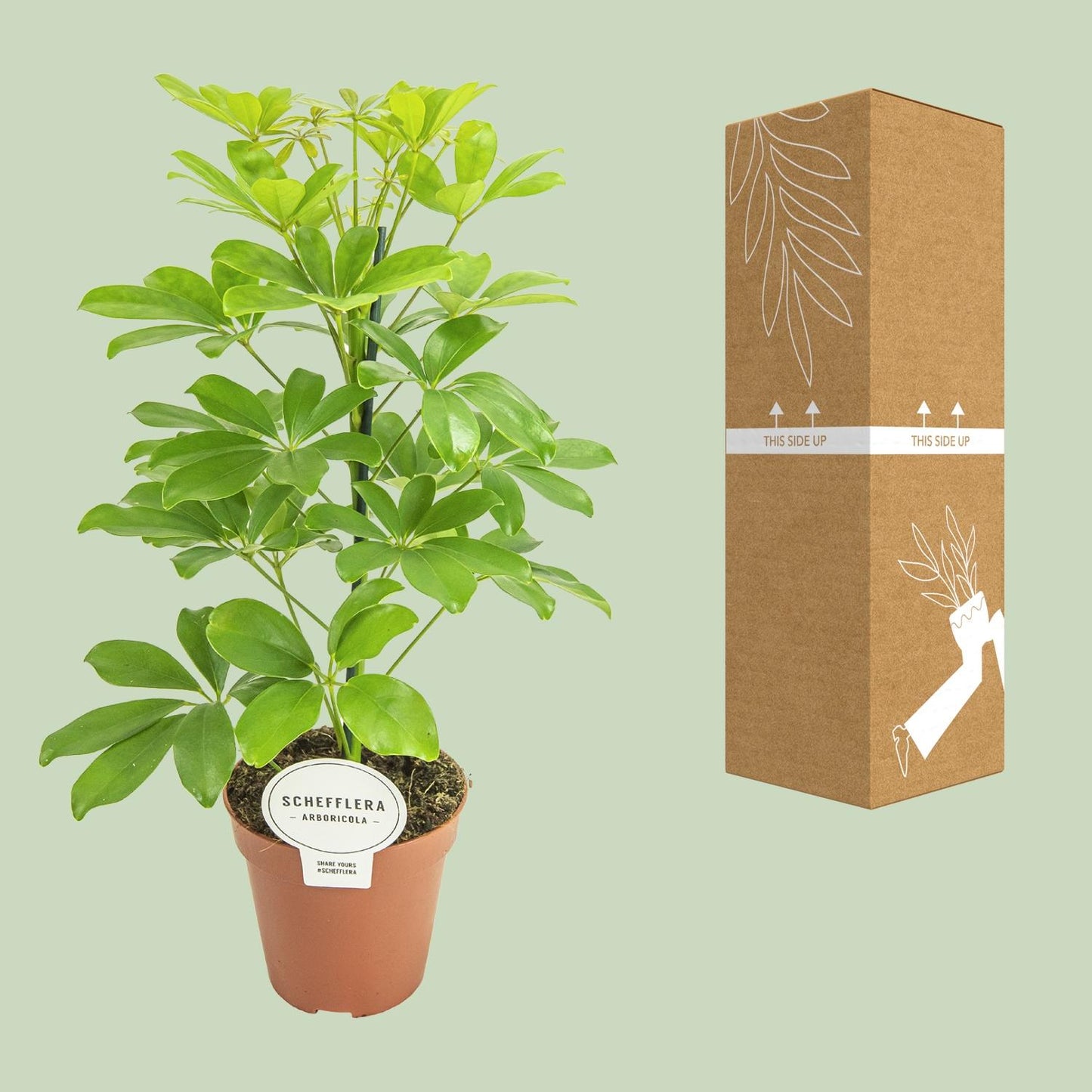Schefflera Nora Ø13cm, 45cm | Luftreinigend & Pflegeleicht | Pflanzfix24