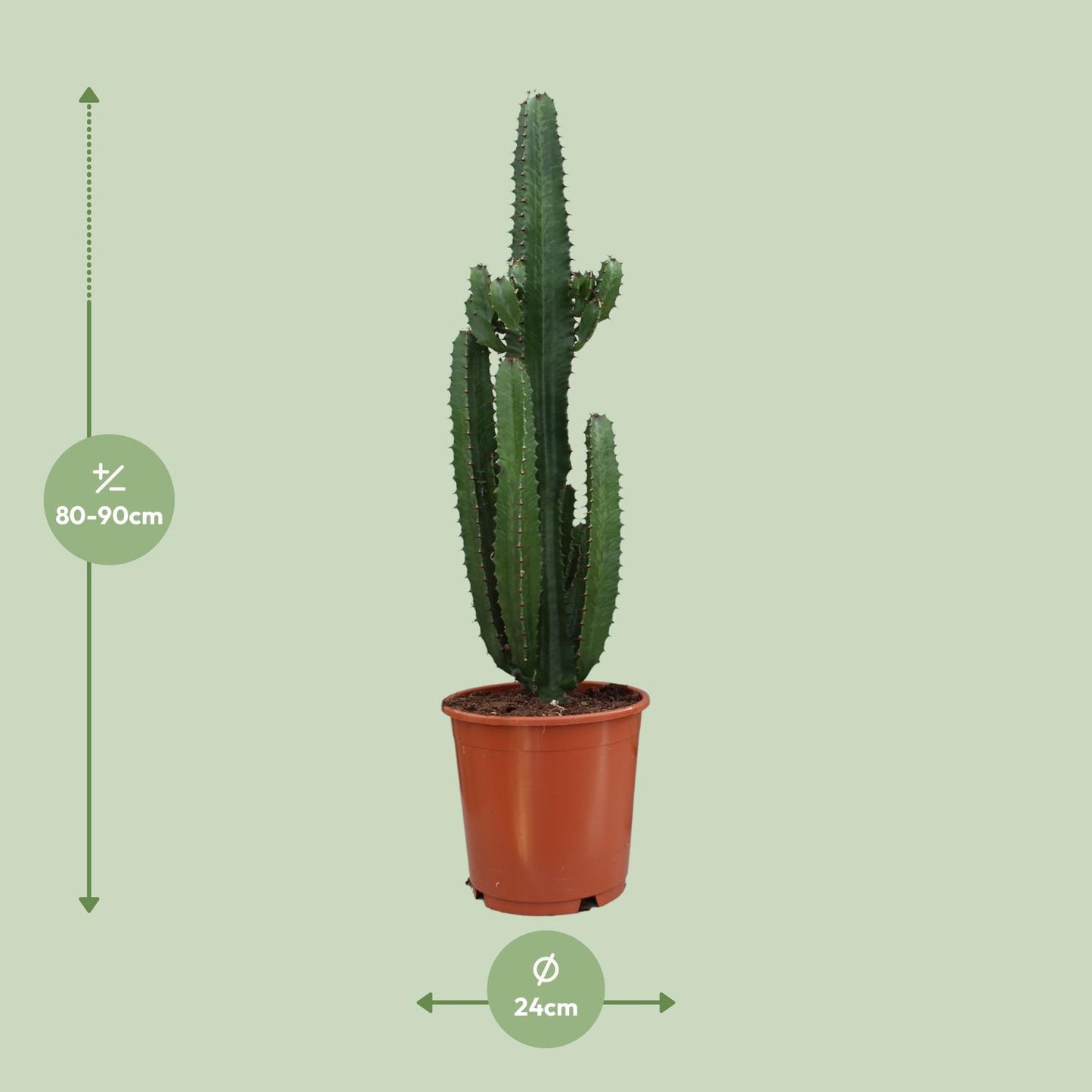 Euphorbia Trigona Rubra - Ø24cm - ↕90cm bei Pflanzfix24