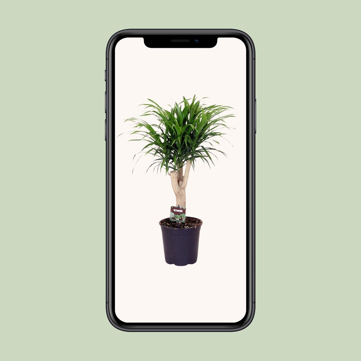 Dracaena Refl. Anita - Ø21cm - ↕70cm bei Pflanzfix24