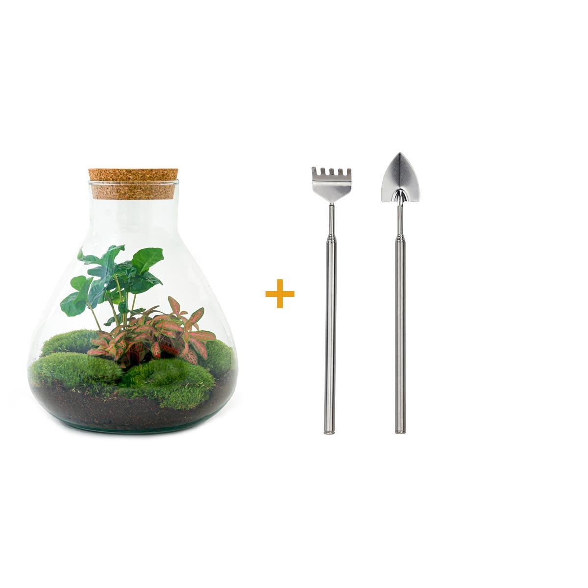 Flaschengarten Sammie Coffea DIY Terrarium Set - Pflanzfix24.de - Pflanzfix24.de