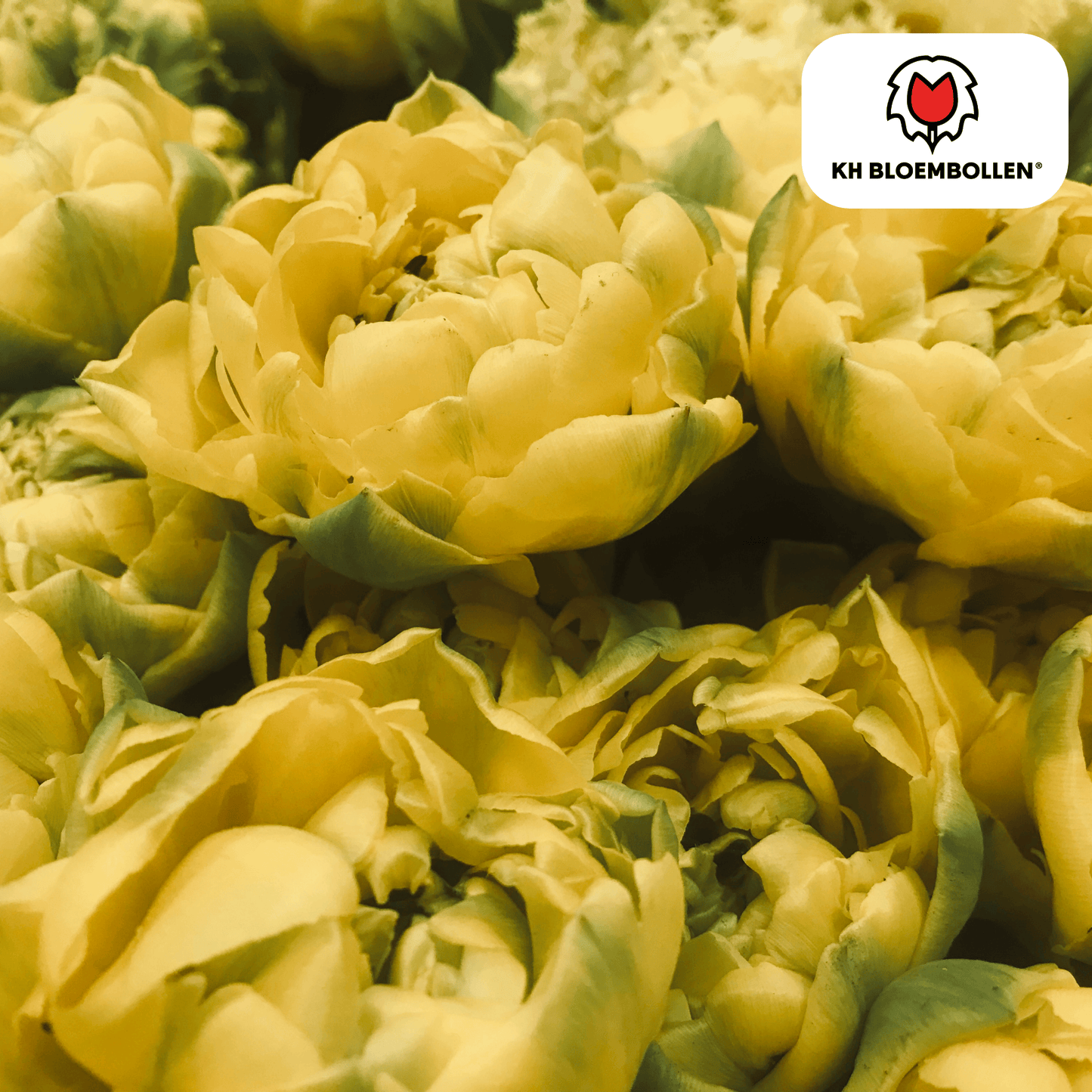 Avant Garde Tulpenbollen – 20 stuks | KH Bloembollen® | Gele Dubbelbloemige Tulp - Pflanzfix24