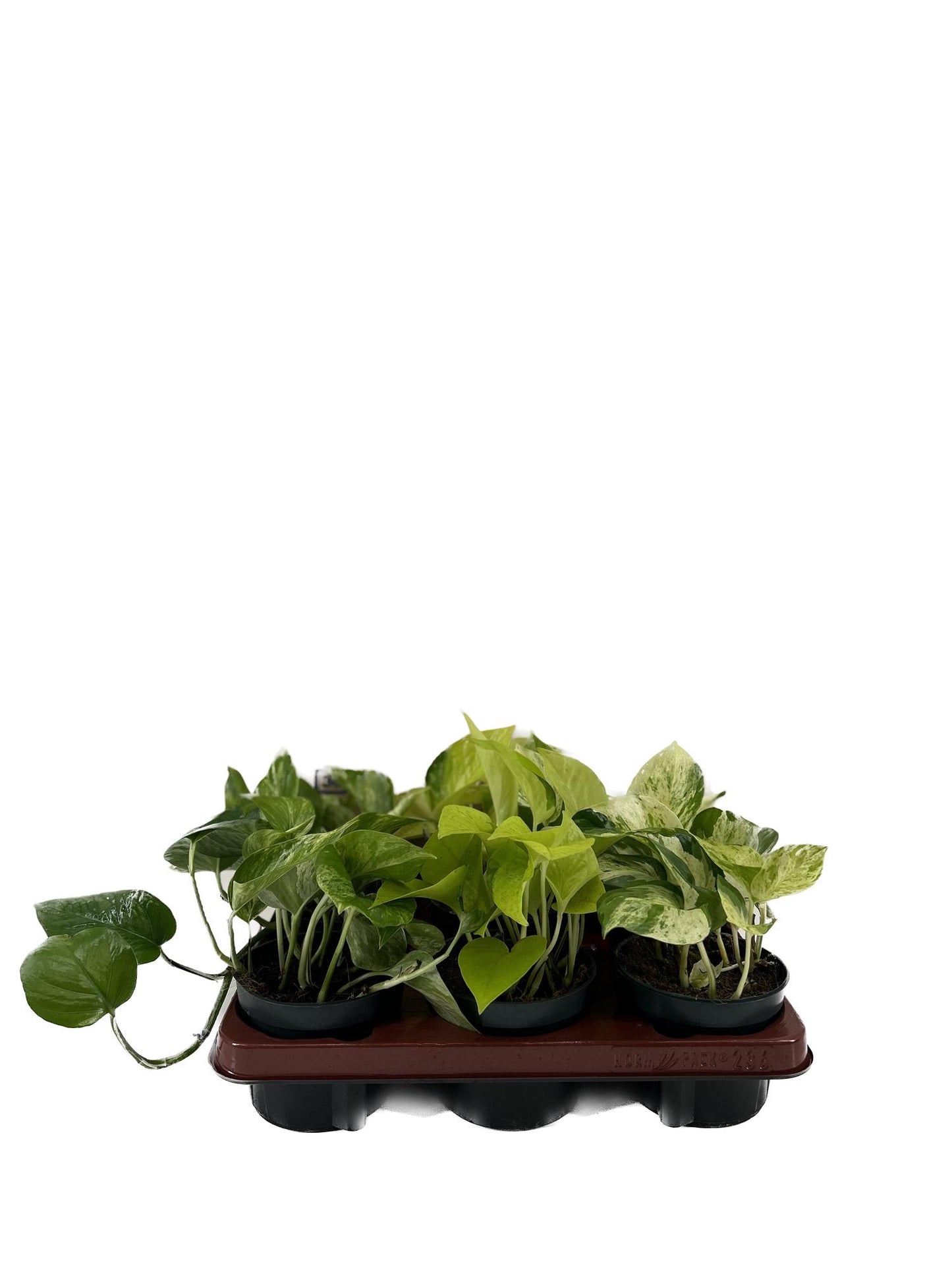 Epipremnum Mix - 6 Stücke - Ø12cm - ↕15cm bei Pflanzfix24.de - Pflanzfix24.de
