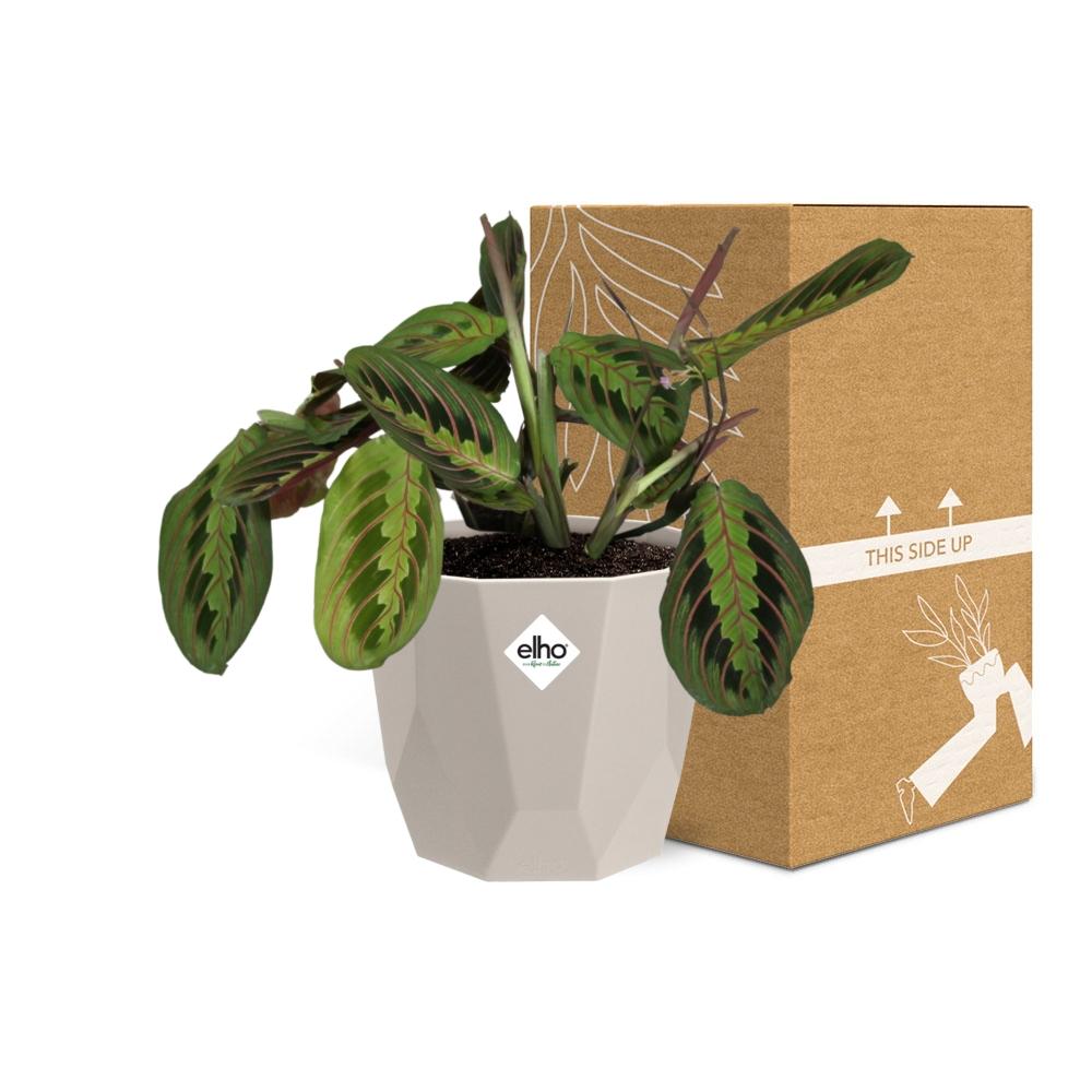 Maranta Leuconeura ‘Fascinator’ Tricolor in ELHO b.for rock 14 cm warm grey - Pflanzfix24