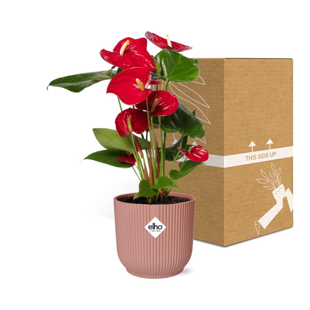 Anthurium Red 12cm - Pflanzfix24
