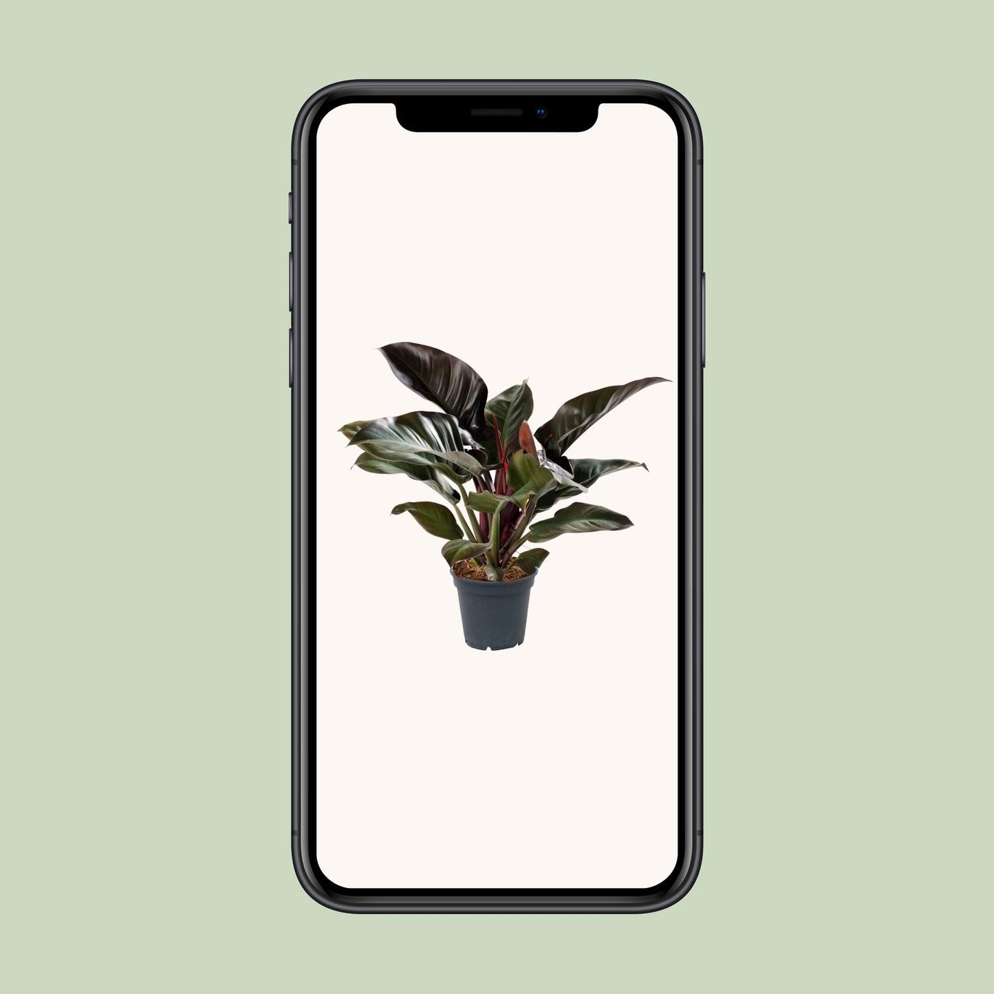 Philodendron Imperial Red - Ø17cm - ↕50cm - Pflanzfix24