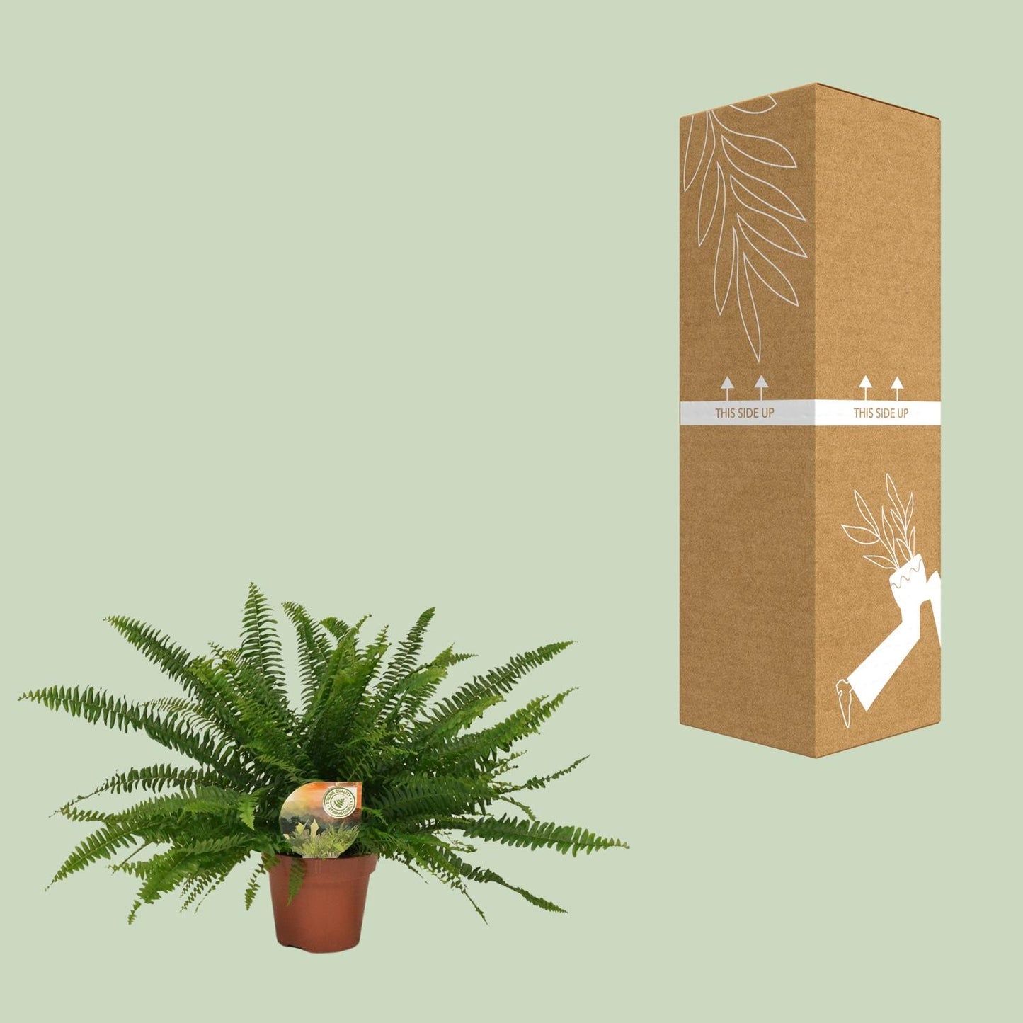 Nephrolepis „Grüne Dame“ Boston-Farn Ø17cm | Pflanzfix24.de - Pflanzfix24.de
