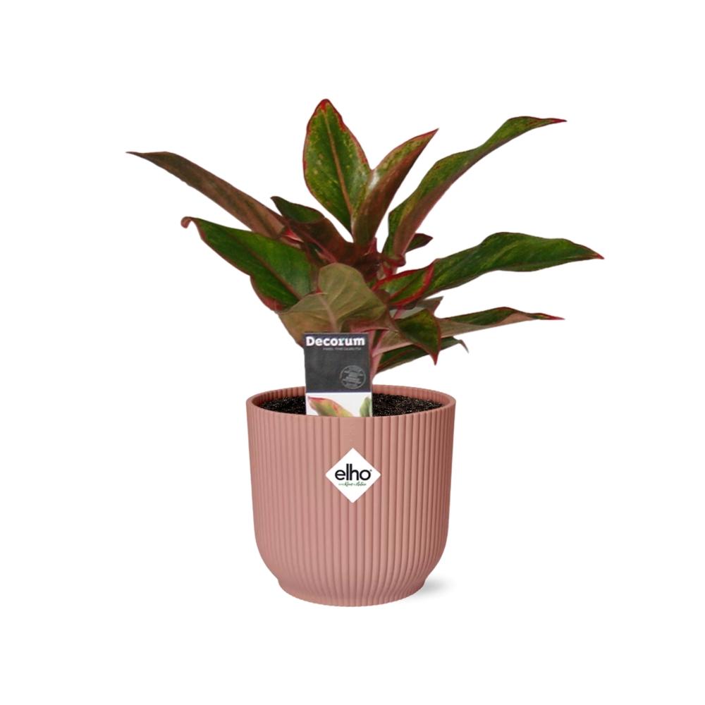 Aglaonema Crete in ELHO Vibes Fold 14cm roze - Pflanzfix24