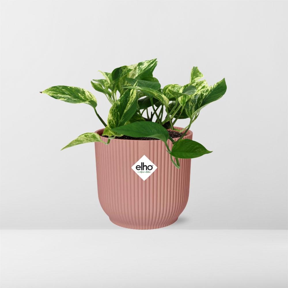 Scindapsus Marble Queen 14cm ELHO Vibes Fold - Pflanzfix24
