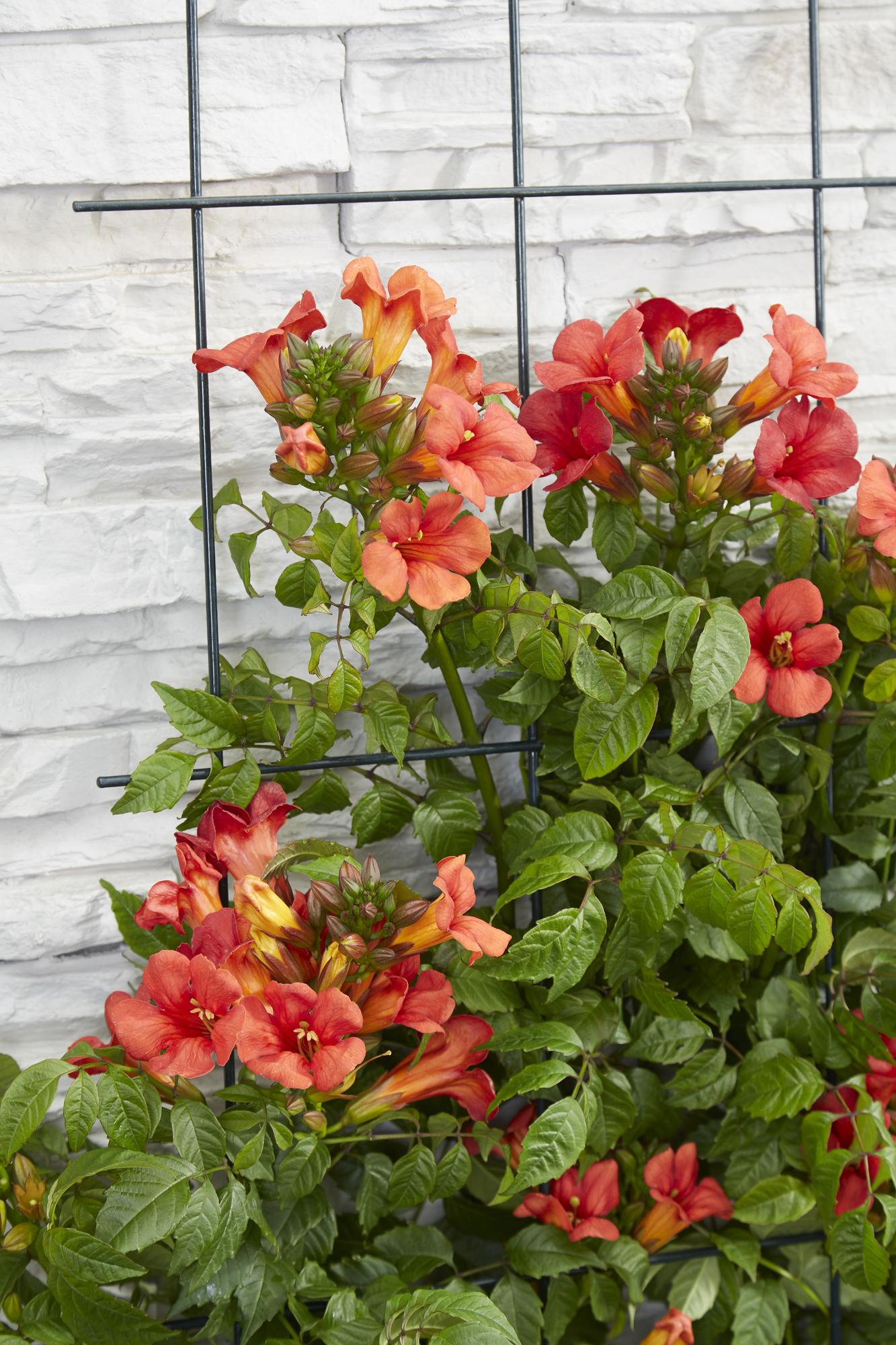 Campsis Summer Jazz Fire Trumpet - Ø19cm - ↕70cm - Ø15 - ↨65cm - Pflanzfix24.de - Pflanzfix24.de