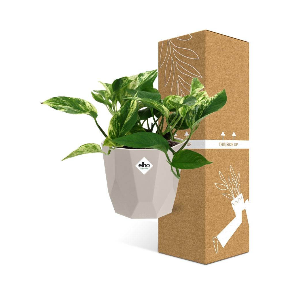 Scindapsus Marble Queen in ELHO b.for rock 14 cm warm grey - Pflanzfix24
