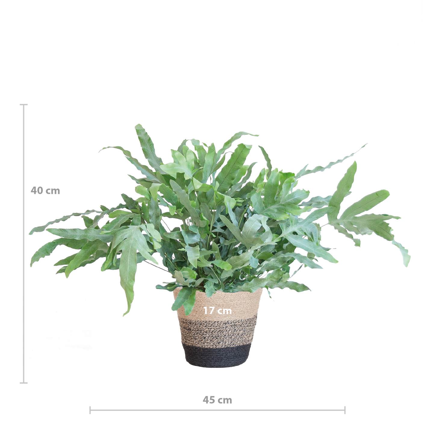 Phlebodium Aureum 'Blue Star' mit Korb Lissabon schwarz - 40cm - Ø17 bei Pflanzfix24