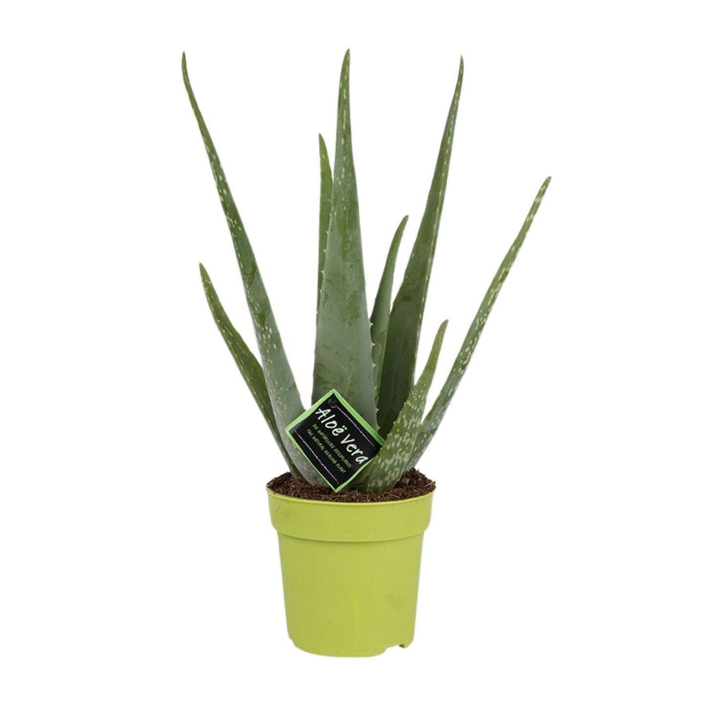 Aloe Vera - Ø12cm - ↕45cm - Pflanzfix24.de - Pflanzfix24.de