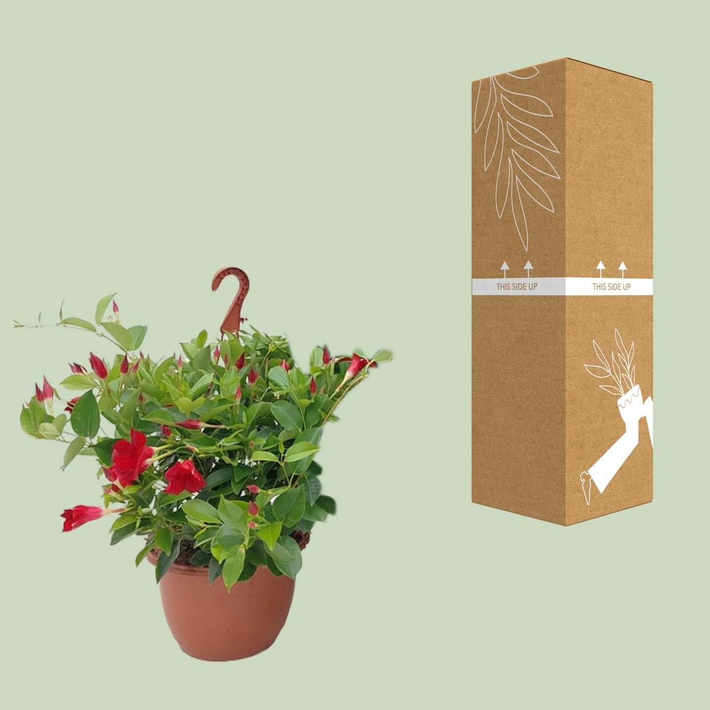Sundaville Hanging Basket Tricolor - Ø25cm - ↕50cm - Pflanzfix24