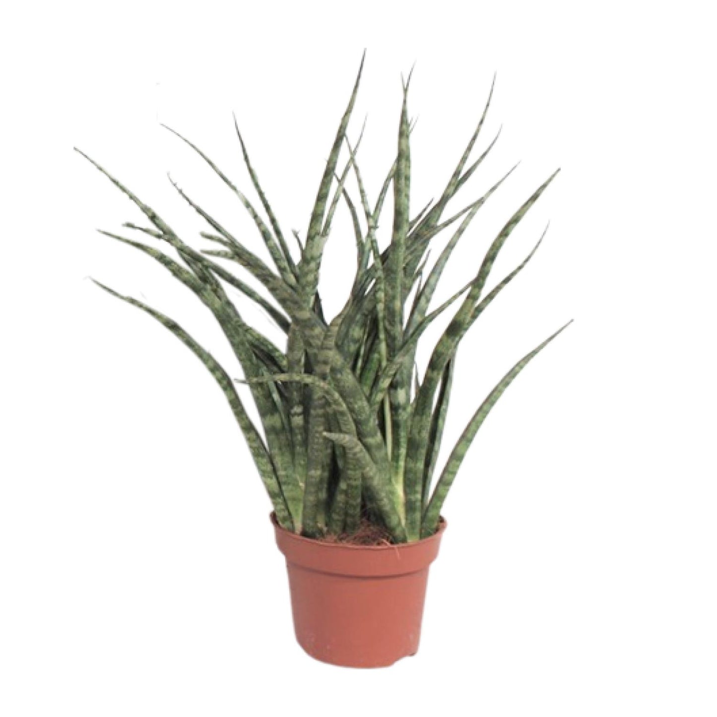 Sansevieria Fernwood Punk Ø12cm – 35cm hoch | Pflanzfix24.de - Pflanzfix24.de