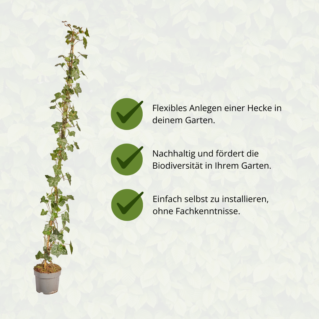 Hedera Hibernica - Efeu - gestäbt - ↨125 - 150 cm - Pflanzfix24.de - Pflanzfix24.de