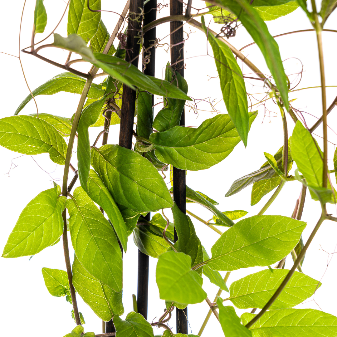 4x Cobea scandens Violet Blue Ø13 cm - ↕60 cm von Pflanzfix24