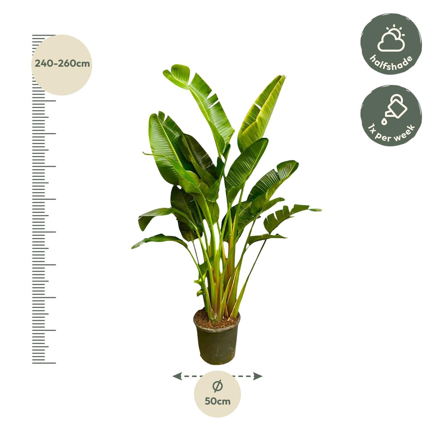 Strelitzia Augusta multi stam XXL 250 cm Ø30-40 – Weiße Paradiesvogel Pflanze | Pflanzfix24