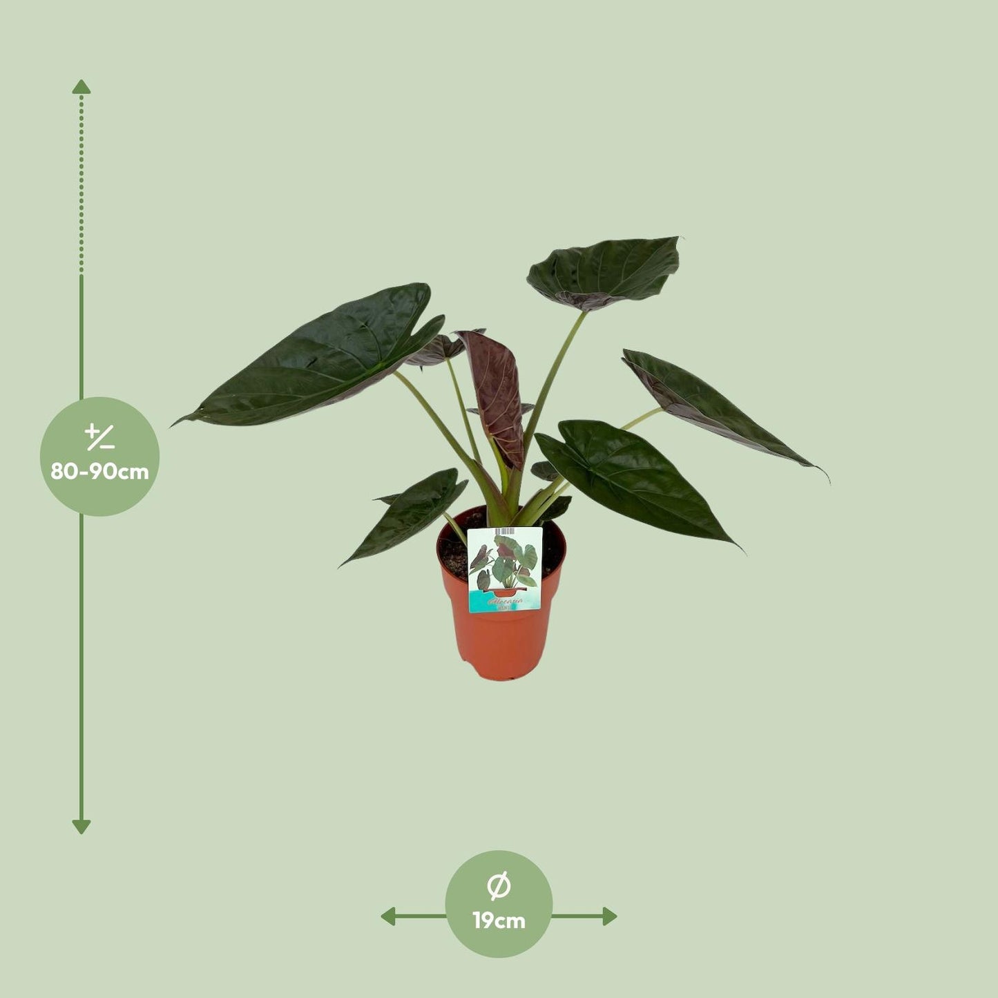 Alocasia Wentii - Ø19cm - ↕85cm - Pflanzfix24.de - Pflanzfix24.de